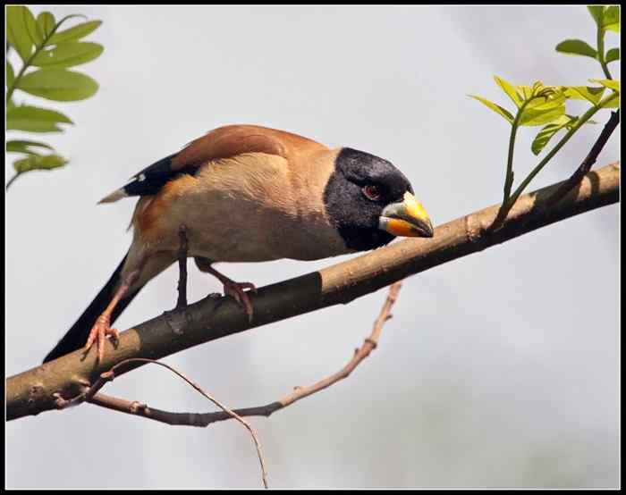 黑尾蜡嘴雀叫声下载