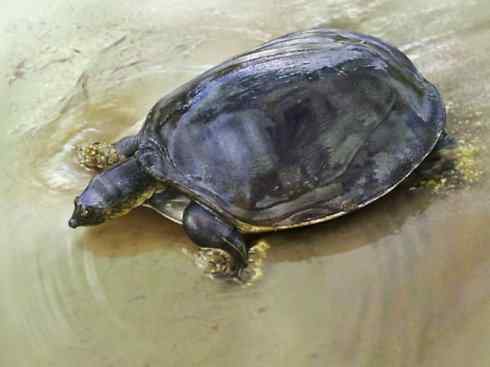 玄武:传说的兽原型探秘(鳖) 玄武:传说的兽原型探秘(鳖)