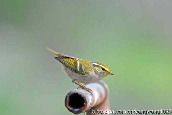 黄腰柳莺(22) 黄腰柳莺(22)