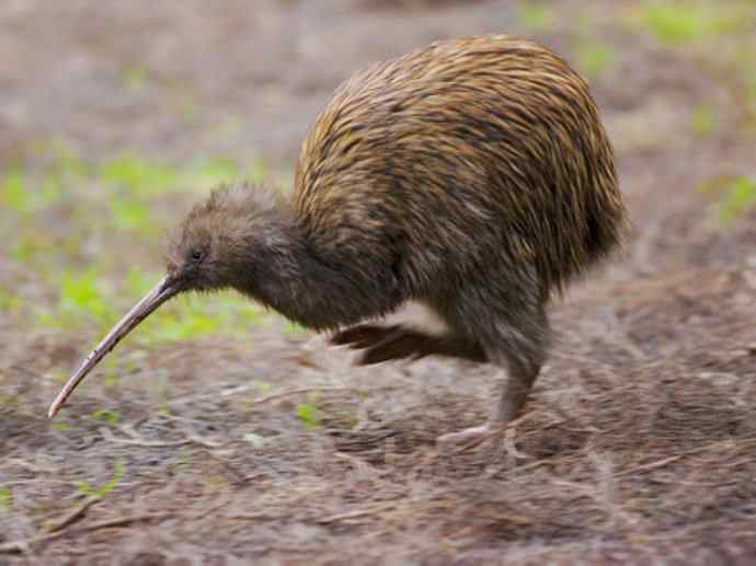 盘点十二大著名食蚁动物：短吻针鼹