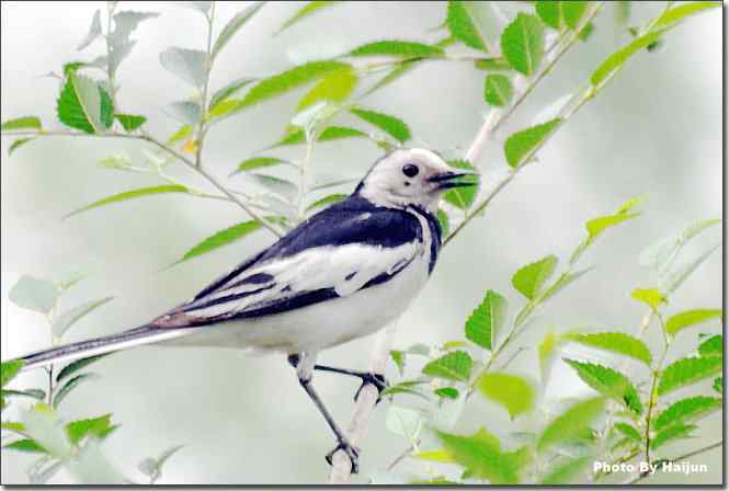  点击图片或使用键盘← →翻页