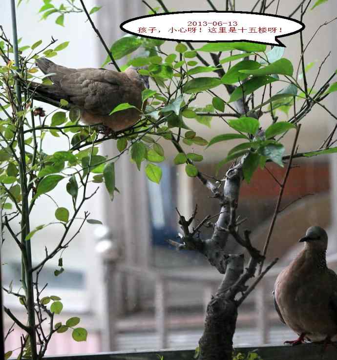 人鸟情未了-闹市十五楼珠颈斑鸠育儿记