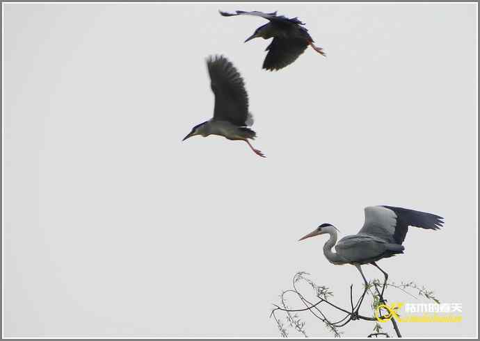 鹭舞【照片】 鹭舞【照片】