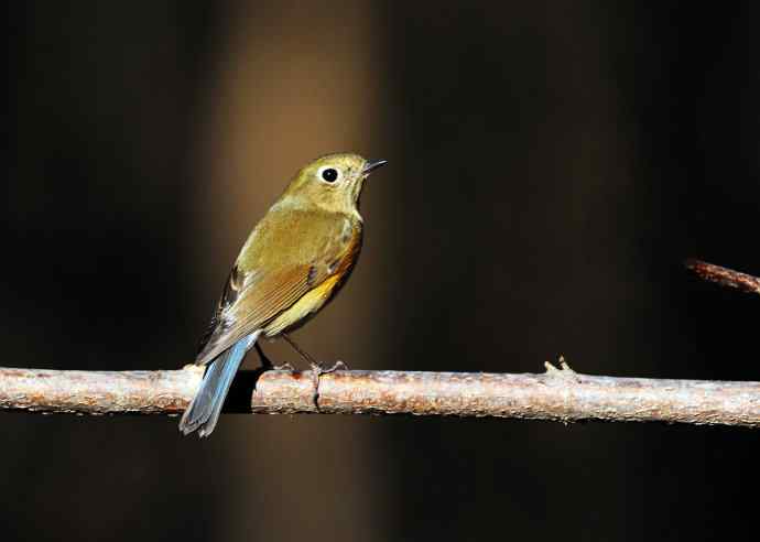 雌性红胁蓝尾鸲（19）