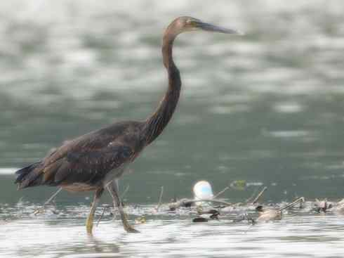 天生猎手：非猛禽类猎手之六（重量级的杀手——大型鹭鸟）