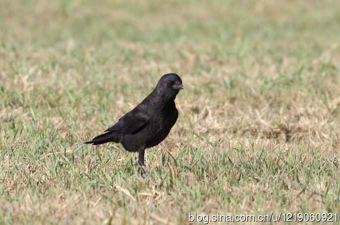 达乌里寒鸦（2）