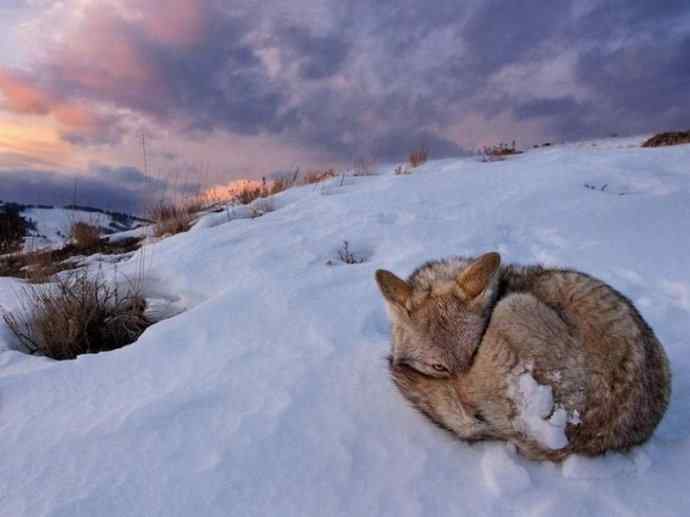 犬科:犬亚科犬属之郊狼、红狼 犬科:犬亚科犬属之郊狼、红狼