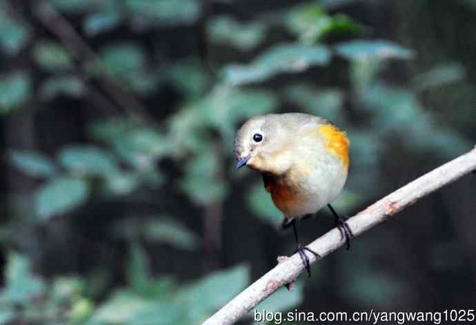 雌性红胁蓝尾鸲（45）