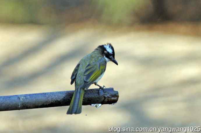 白头鹎（杂片）