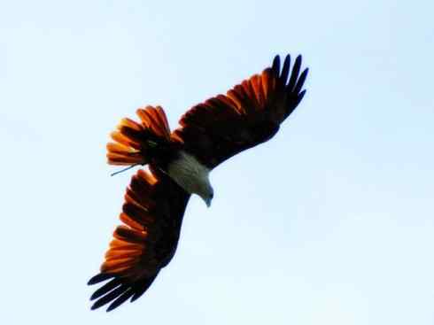 白头鸟系列：另类的美丽12