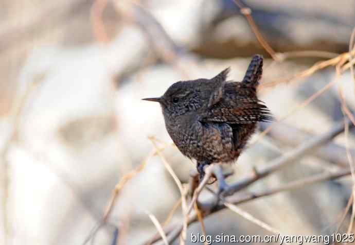 北京植物园的鸟类——鹪鹩（抓拍）1