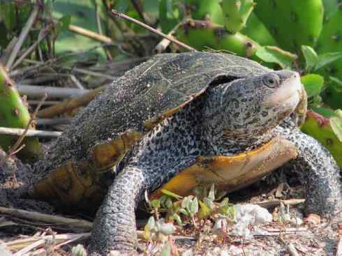 玄武：传说的兽原型探秘（水龟）
