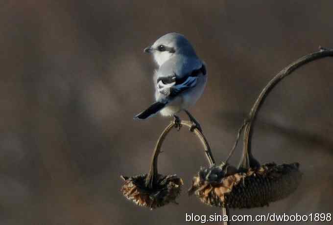 灰斑鸻和楔尾伯劳