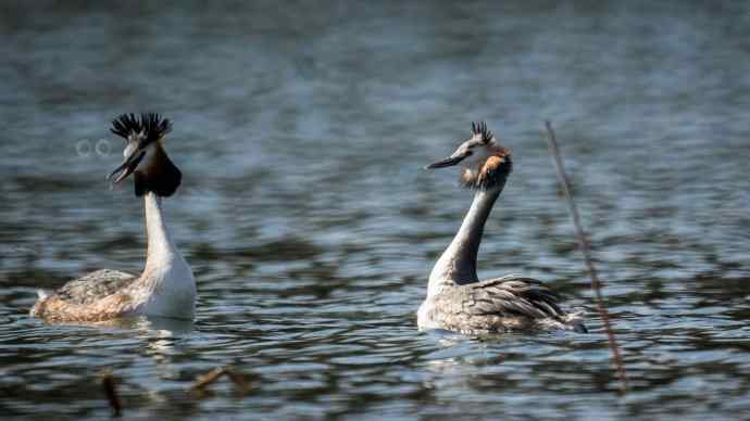 阳春三月闹爱情 阳春三月闹爱情