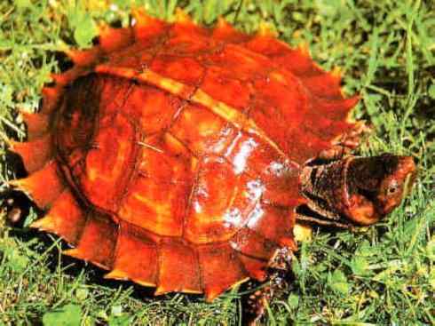 玄武：传说的兽原型探秘（潮龟）