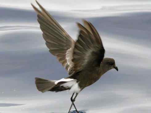 奇特的盔：雪海燕