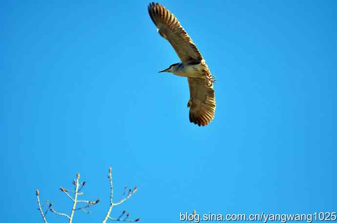 飞(夜鹭)3 飞(夜鹭)3