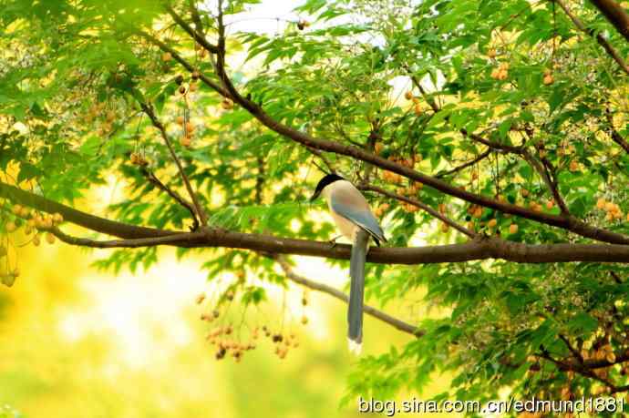 穷人大炮-量力而为之打鸟作乐