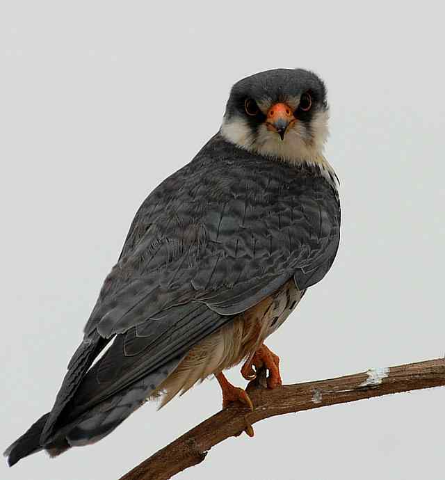 野鸭湖：阿穆尔隼与普通燕鸻