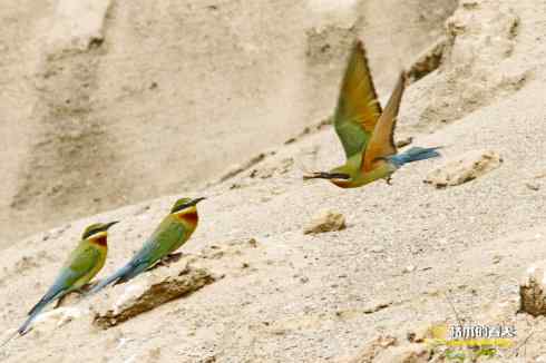 育雏期的鈥溊鹾矸浠⑩