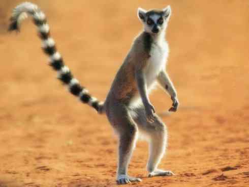 动物世界：山寨还是原创之十五