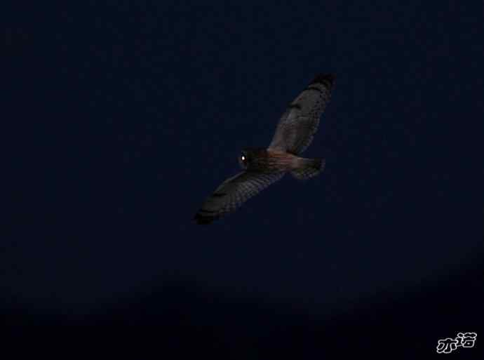 官厅水库拍鸟——夜行者短耳鸮