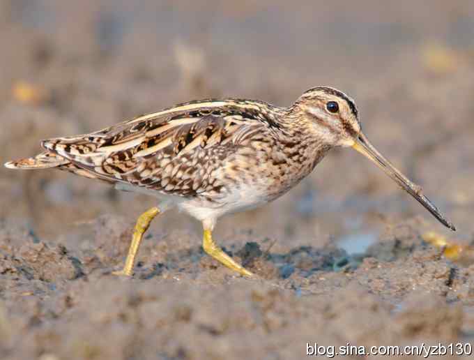 燕岗村的沙锥(组图) 燕岗村的沙锥(组图)