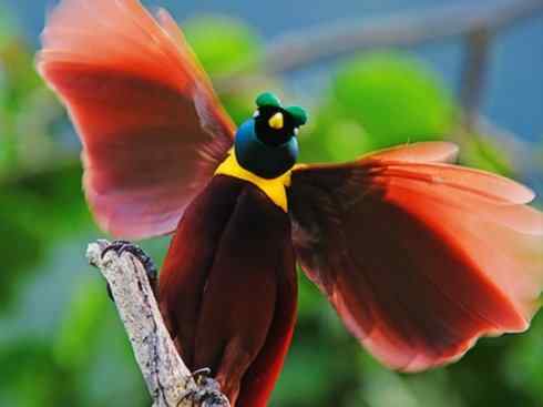 美丽无罪:雀鸟之极乐鸟 美丽无罪:雀鸟之极乐鸟