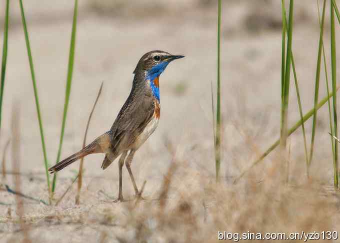 精神抖擞蓝点颏（组图，10张图片）