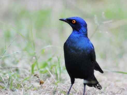 美丽无罪：雀鸟之辉椋鸟