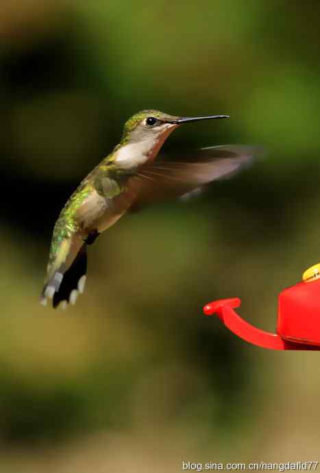 红玉喉北蜂鸟（3）