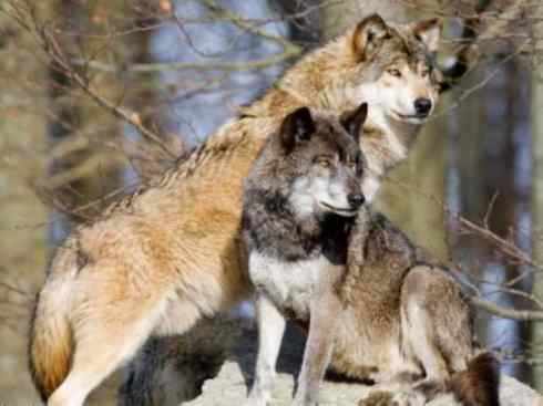 犬科：犬亚科犬属之郊狼、红狼