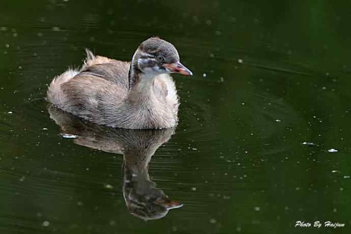 鸟鸟平等 wbr wbr决不搞鸟族歧视