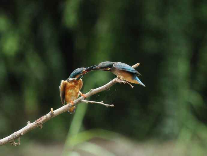 224.可爱小翠---翠鸟之吻