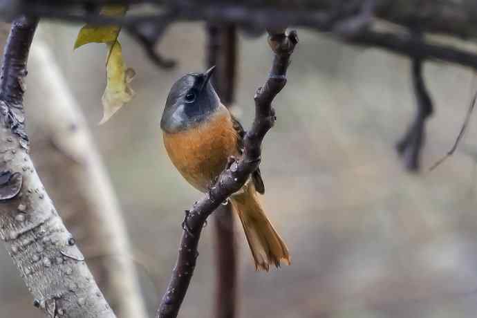 230.打鸟归来收获多多---2.北红尾鸲 230.打鸟归来收获多多---2.北红尾鸲