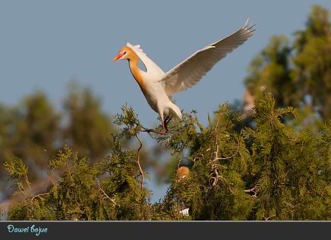 夕阳下的牛背鹭