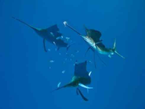 自然奇观：动物大迁徙(沙丁鱼)