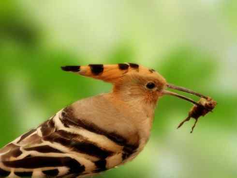 绝色攀禽:戴胜与林戴胜 绝色攀禽:戴胜与林戴胜