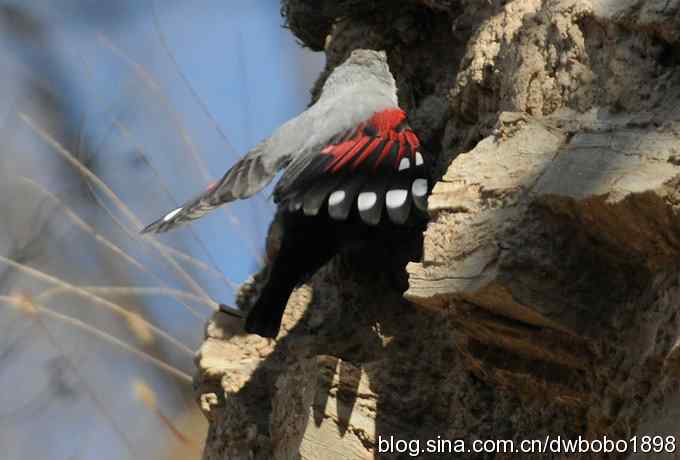 优雅红翅 旋壁山岩