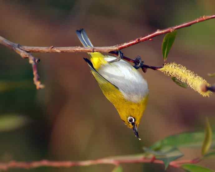 近距看灰腹秀眼