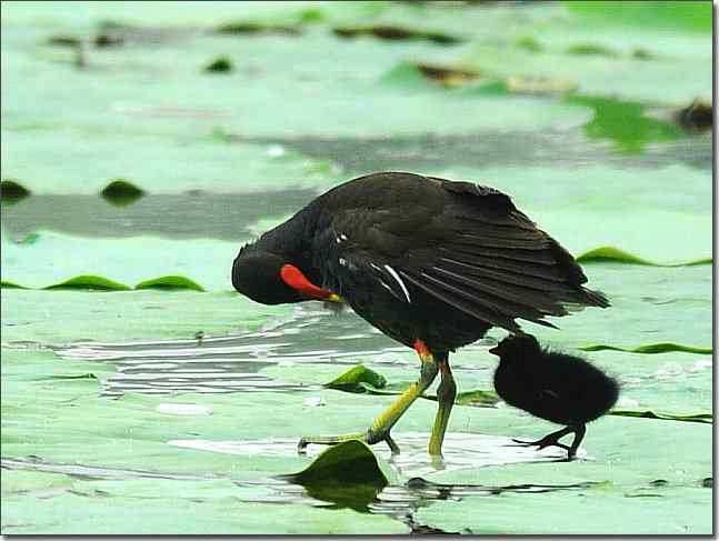 奥体公园观赏黑水鸡