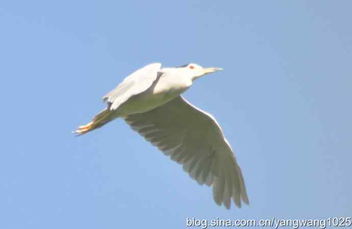 飞（夜鹭） wbr3