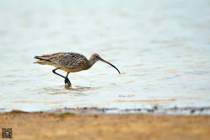 一组野鸭湖的鸻(heng)鹬(yu)类鸟
