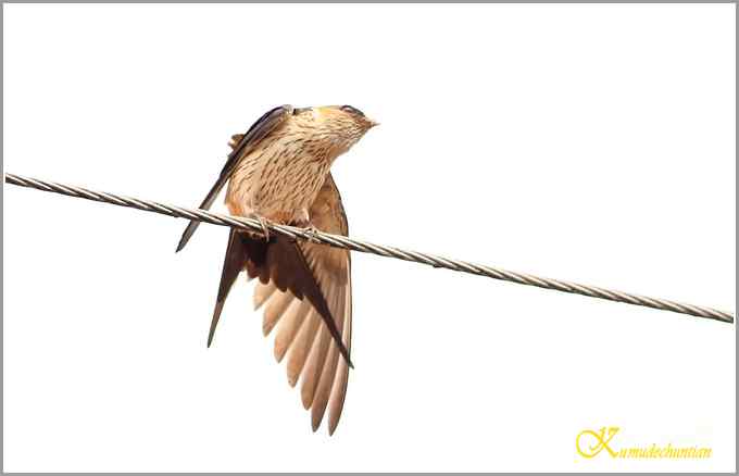 鈥溋菲胶饽锯澋慕鹧唷菊掌