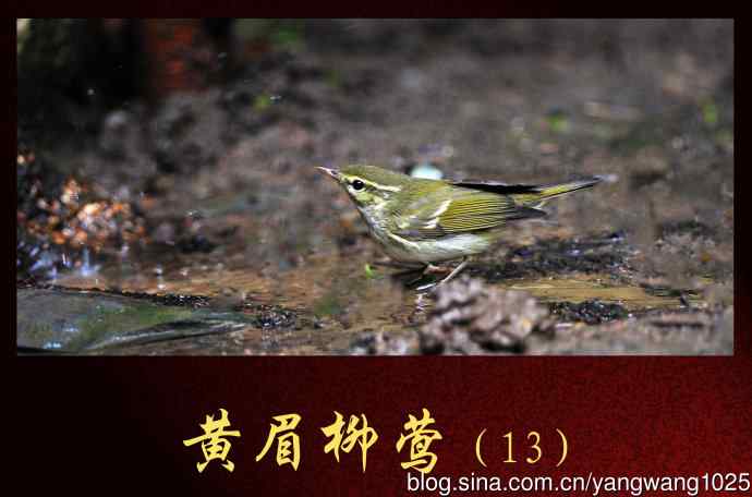 黄眉柳莺（13）