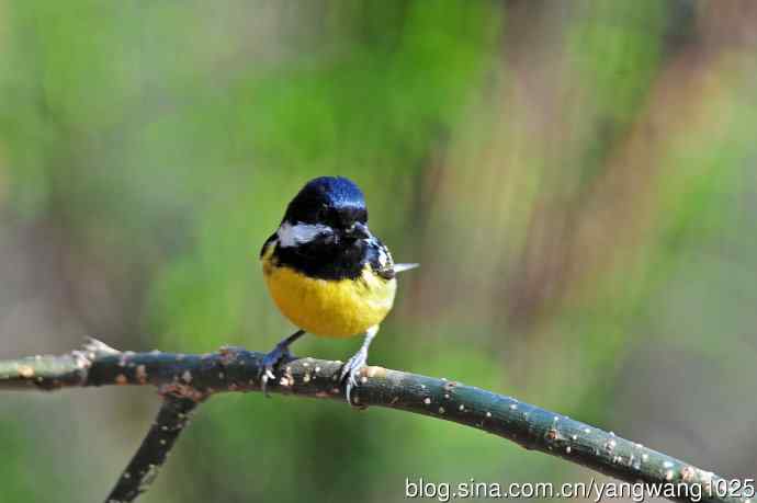 黄腹山雀（15）