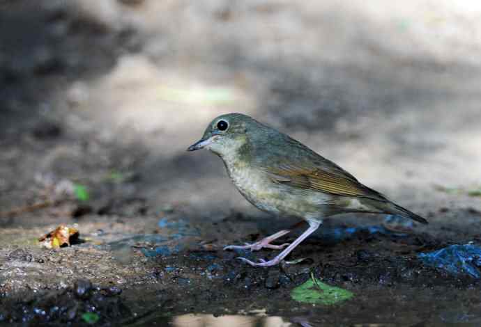 雌性蓝歌鸲（1）