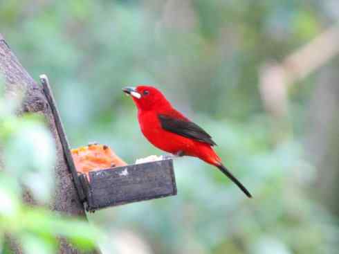极品红色鸟类：巴西仲嘴雀
