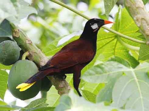 奇特的盔：拟椋鸟