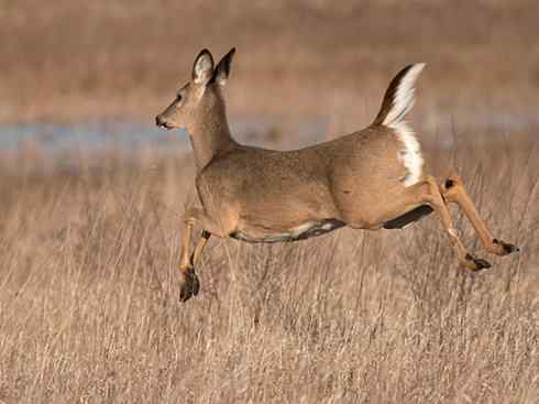 麒麟：传说的兽原型探秘（白尾鹿）